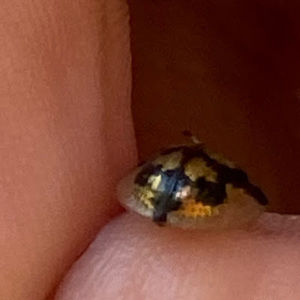 Meet your Posher, Phillip